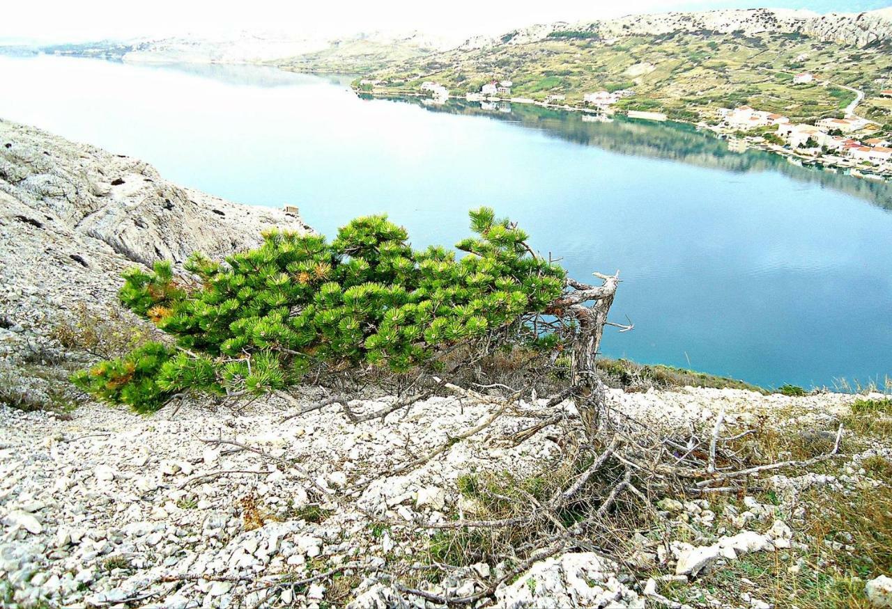 Apartmani Dalmatinka Metajna Εξωτερικό φωτογραφία